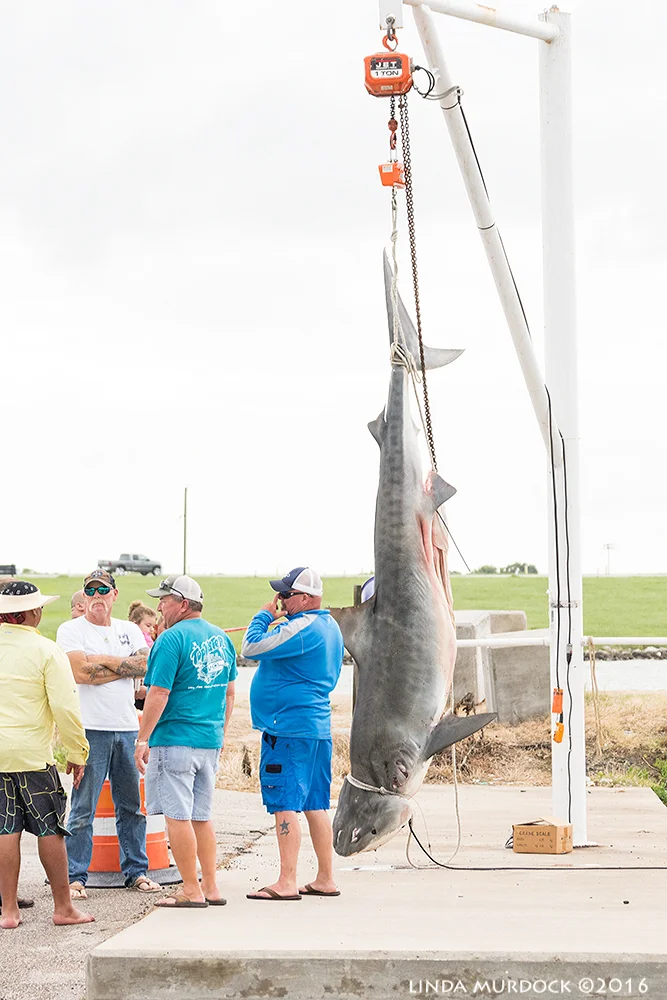 Texas-sized catch Sony A77II with Sony 70-400 G2 f/5.6 1/1000 sec ISO 1250