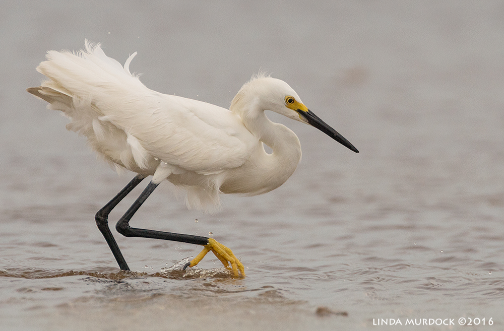 Snowy Egret on the prowl at Texas City Dike Sony A77II with Sony f/4 500 G f/6.3 1/2000 sec ISO 640; tripod