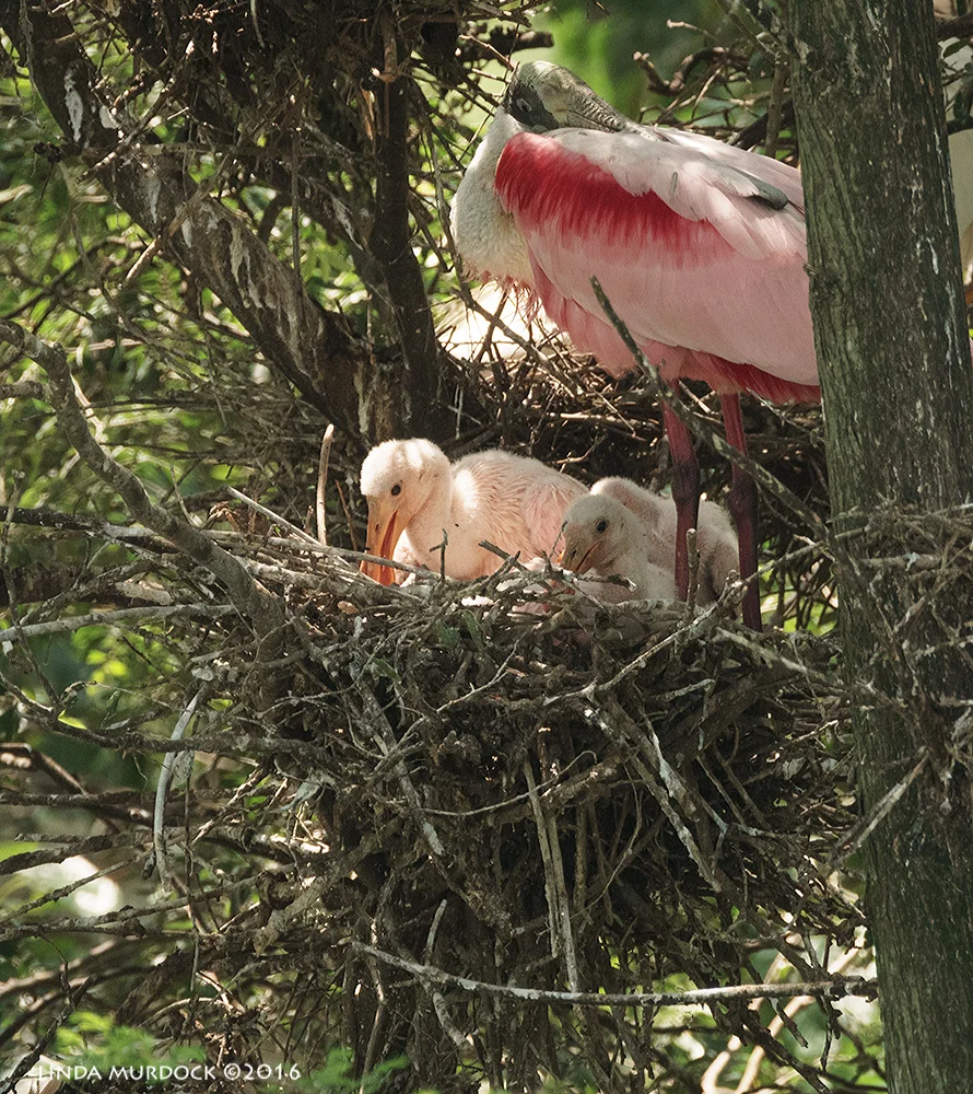 Roseate Spoonbill chicks Sony A77II with Sony f/4 500 G f/8.0 1/500 sec ISO 1250; tripod