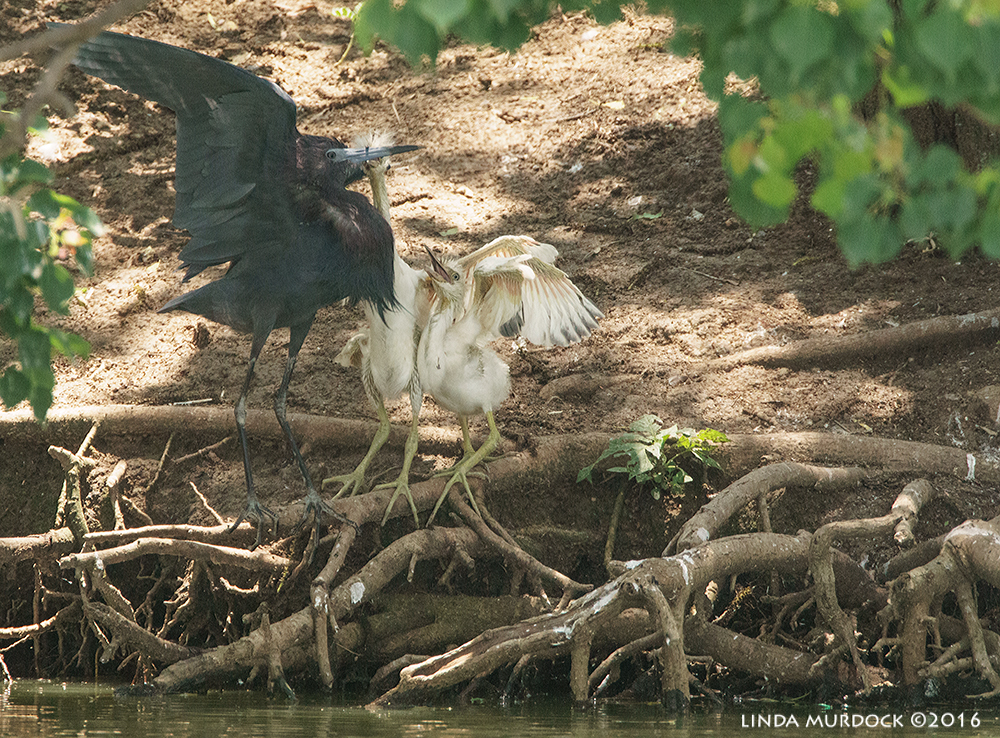 Little Blue Heron and wayward chicks Sony A77II with Sony f/4 500 G f/7.1 1/800 sec ISO 1250; tripod