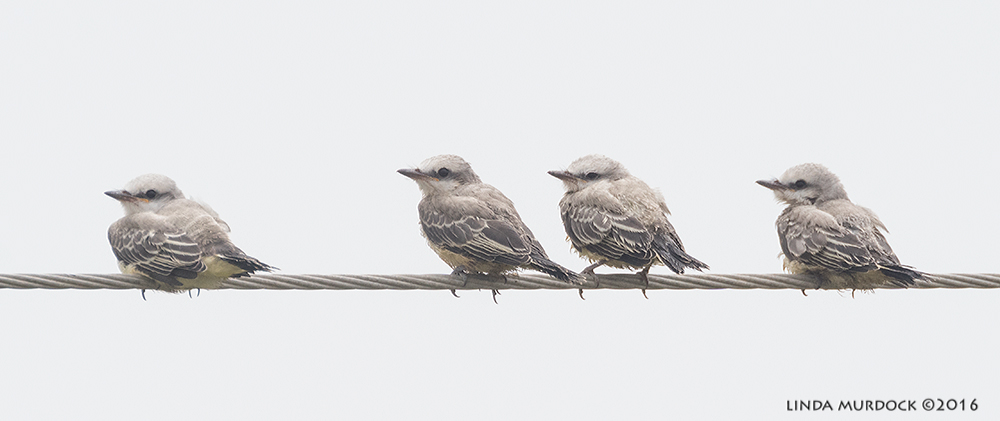 Brothers and sisters, all in a row Sony A77II with Sony f/4 500 G + 1.4x TC; 1/1000 sec f/7.1 ISO 1250