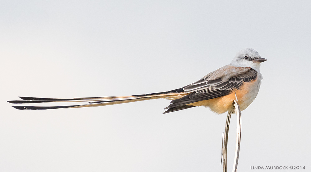 Scissor-tailed Flycatcher from 2014. Taken with Sony A77II and 70-400 G2 lens