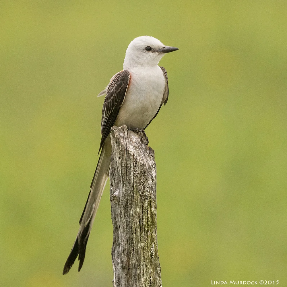 Scissor-tailed Flycatcher from 2015. Taken with Sony A77II and 70-400 G2 lens