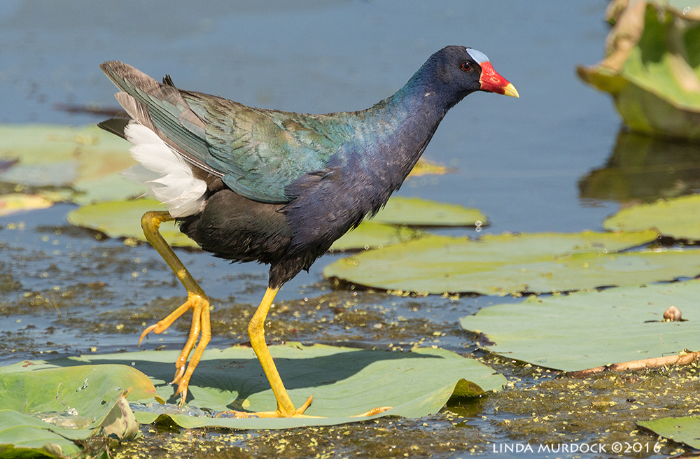 Purple Gallinules can walk on water. Well, on lily pads. Sony A77II with Sony f/4 500 G + 1.4x TC; 1/1000sec f/7.1 ISO 640; tripod