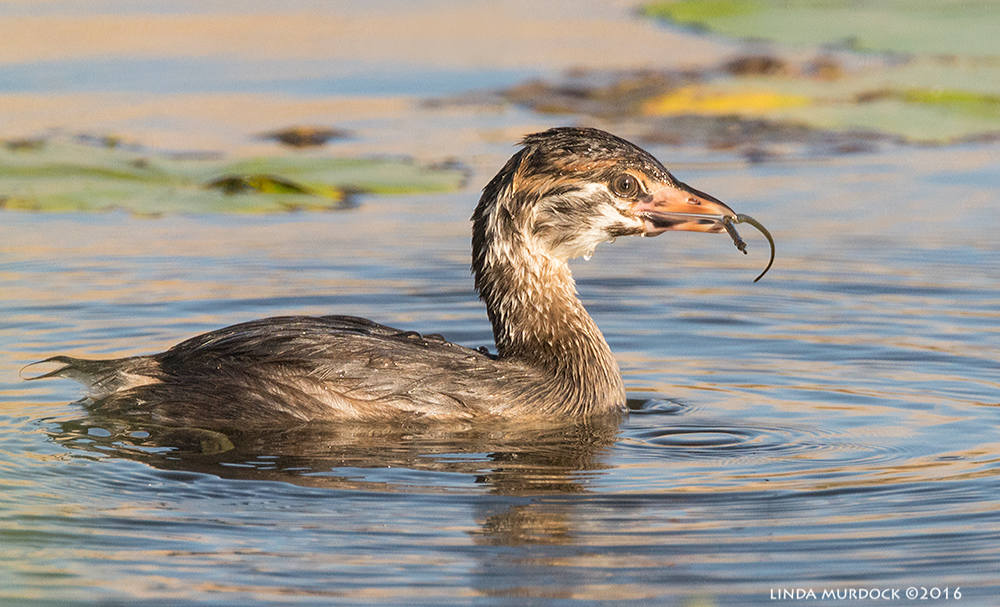 Young Pied-billed Grebe with pipefish Sony A77II with Sony f/4 500 G + 1.4x TC; 1/800 sec f/7.1 ISO 1000; tripod