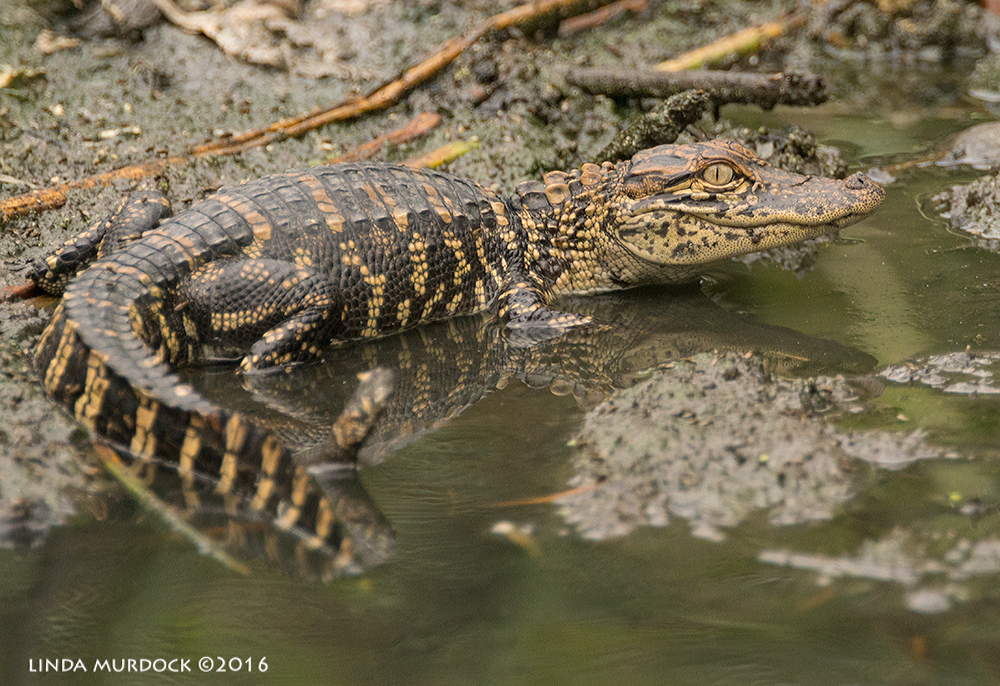 This year's hatchling Sony A77II with Sony f/4 500 G + 1.4x TC; 1/1000 sec f/6.3 ISO 1250; tripod