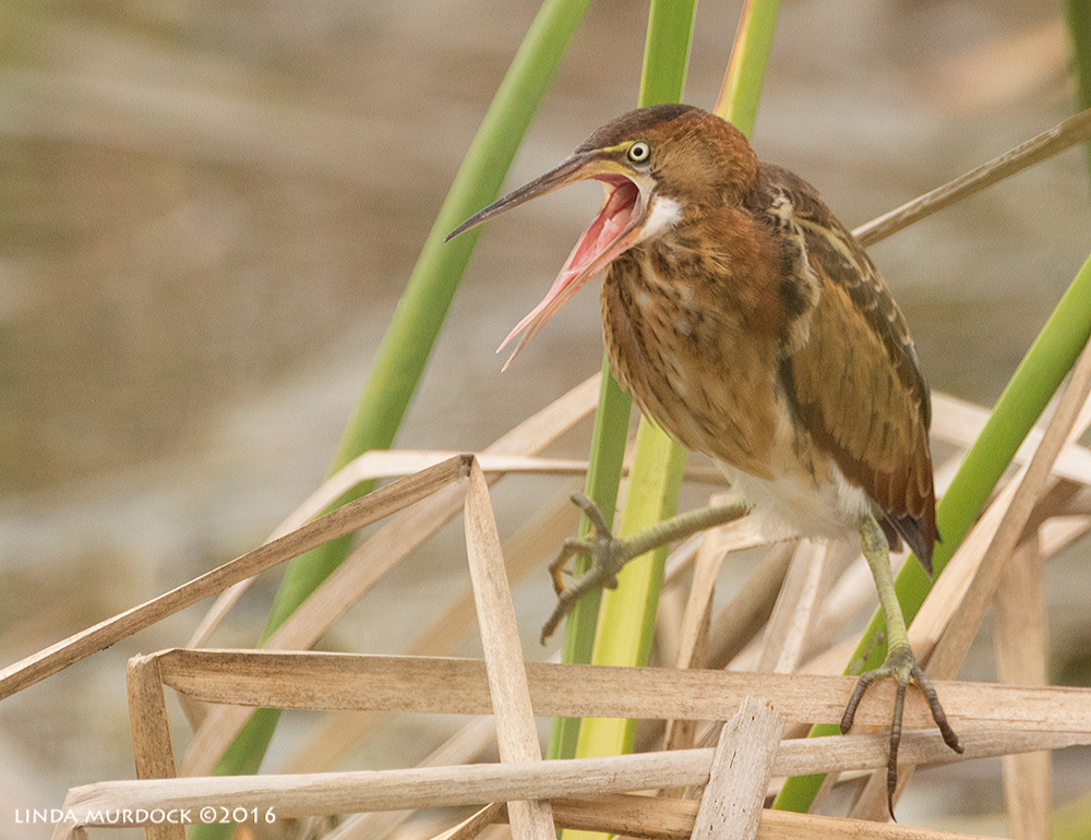 Least Bittern wide open stance and bill Sony A77II with Sony f/4 500 G + 1.4x TC; 1/1600 sec f/7.1 ISO 800; tripod