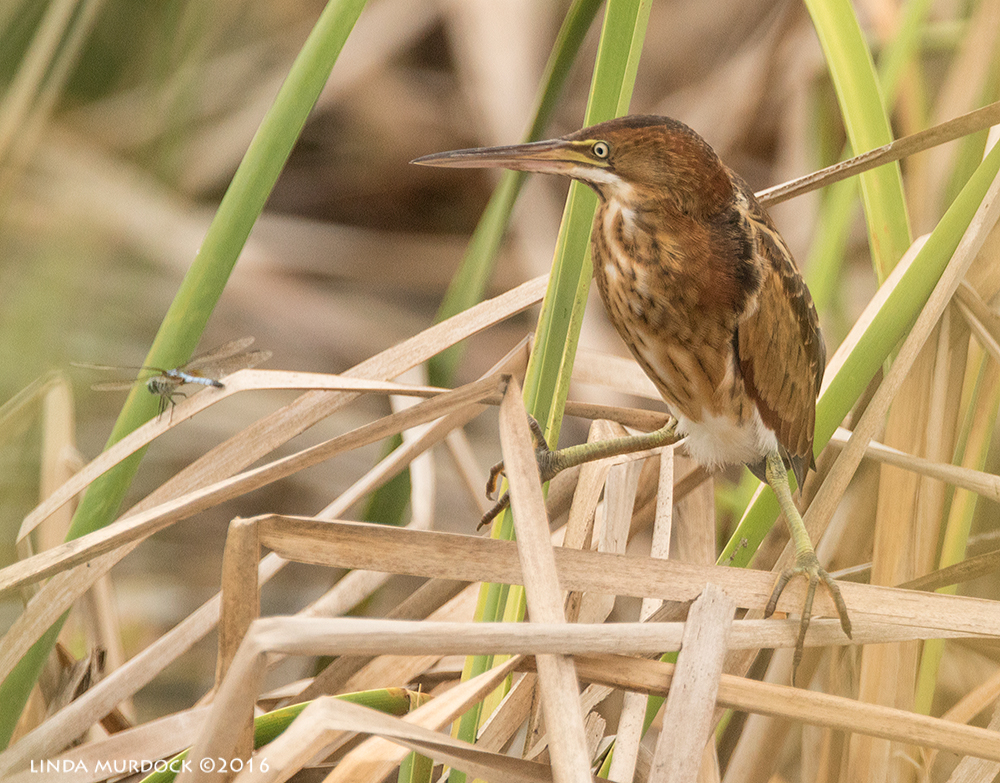 Least Bittern eyes a dragonfly Sony A77II with Sony f/4 500 G + 1.4x TC; 1/1600 sec f/7.1 ISO 1000; tripod