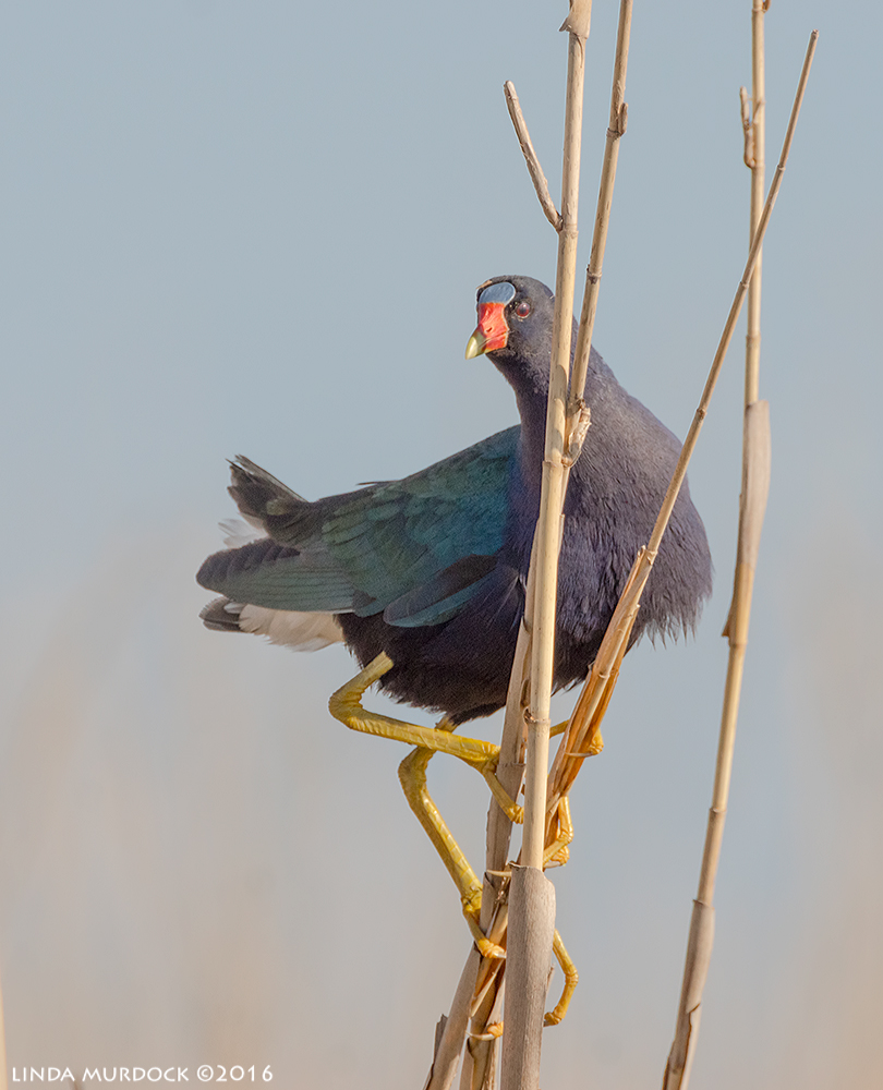 Purple Gallinule impersonating a pirate Sony A77II with Sony f/4 500 G + 1.4x TC; 1/800 sec f/7.1 ISO 1000; braced on back of the truck