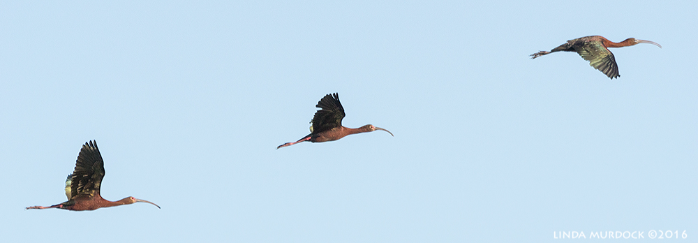 White-faced Ibis in flight Sony A77II with Sony 70-400 G2 ~ 1/1600 sec f/7.1ISO 640; hand-held