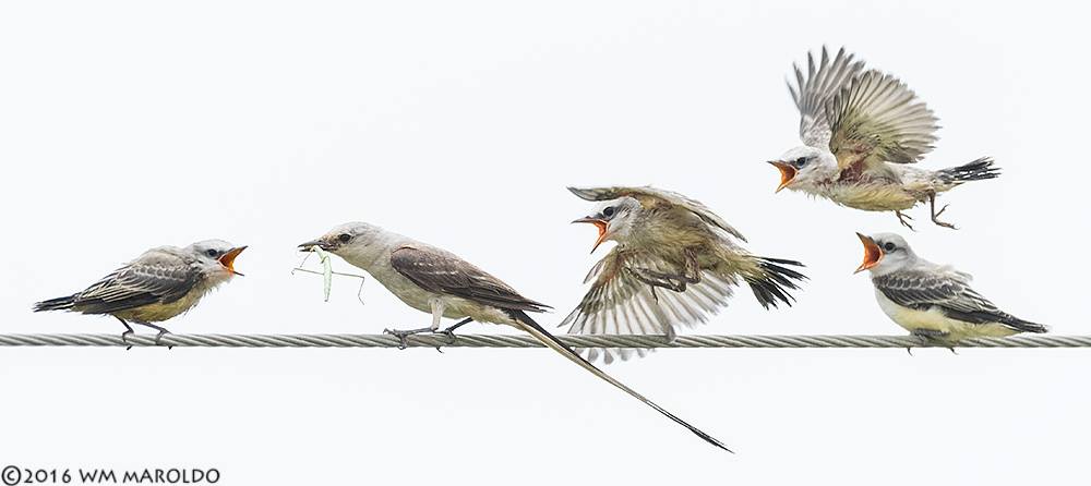 Hungry babies ~ photo by Bill Maroldo with his fancy Nikon D810 and 600mm lens