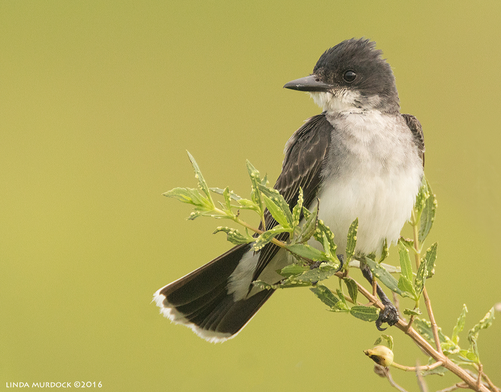 Eastern Kingbird at Anahuac National Wildlife Refuge Sony A77II with Sony f/4 500 G + 1.4x TC; 1/640 sec f/6.3 ISO 1250; braced in truck window