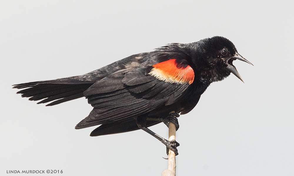 Male Red-winged Blackbird calling out "Kong-a-rheeeeee" Sony A77II with Sony f/4 500 G + 1.4x TC; 1/1250 sec f/8.0 ISO 1250; braced in truck window