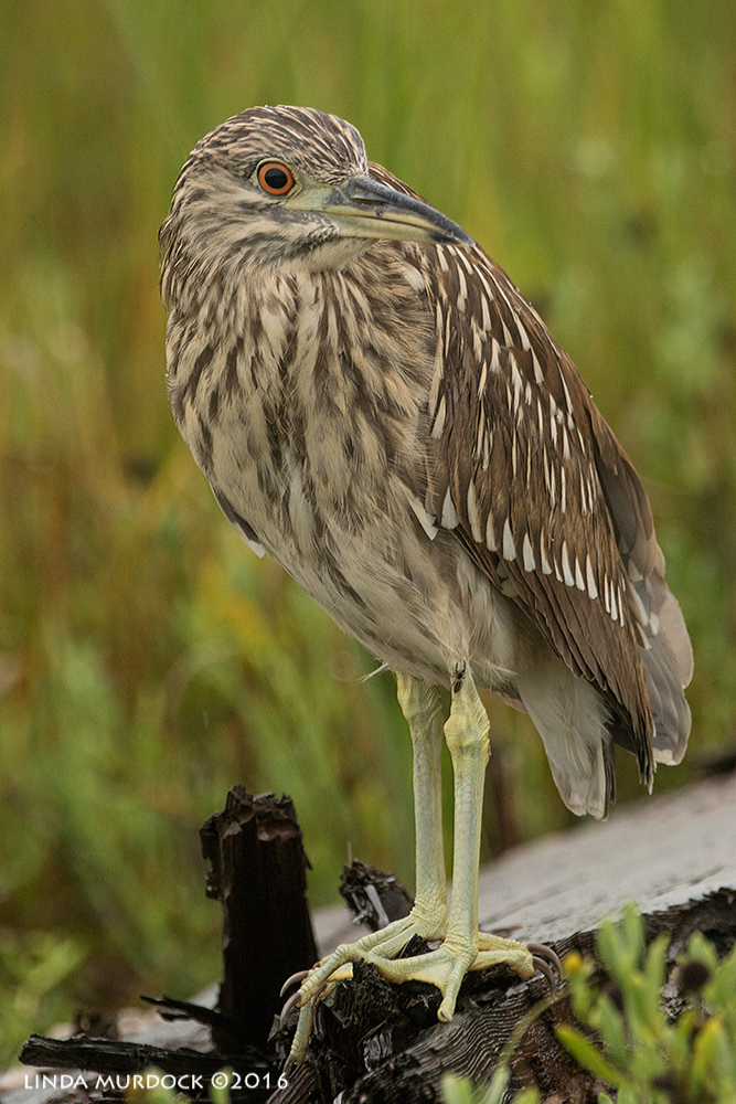 Young Black-crowned Night Heron Sony A77II with Sony f/4 500 G + 1.4x TC; 1/500 sec f/7.1 ISO 1250; braced in truck window
