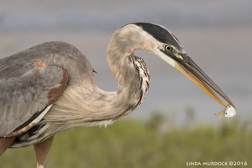 Great Blue Heron under Intracoastal Canal Sony A77II with Sony f/4 500 G + 1.4x TC; 1/1000 sec f/8.0 ISO 1250; braced in truck window