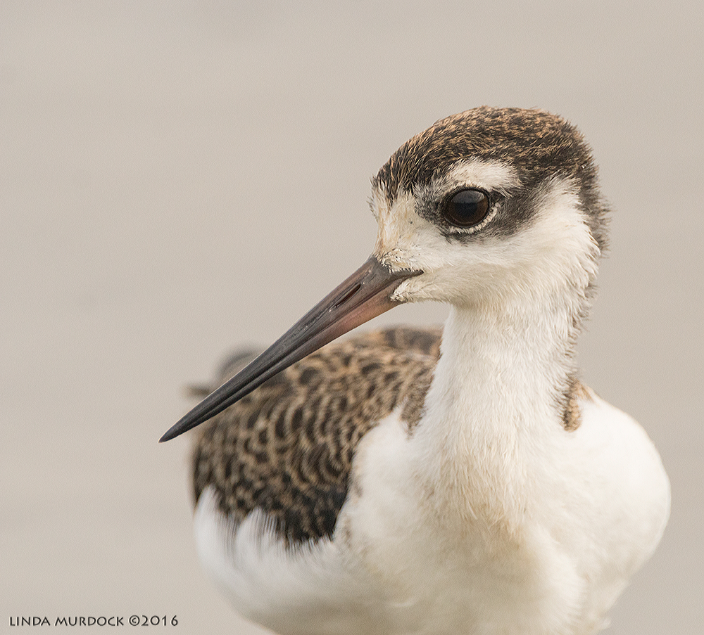 Juvenile Black-necked Stilt at Surfside Sony A77II with Sony f/4 500 G + 1.4x TC; 1/1600 sec f/7.1 ISO 1250; tripod