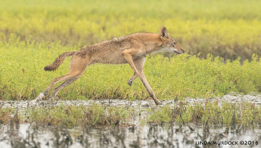 Coyote running through the marsh Sony A77II with Sony f/4 500 G + 1.4x TC; 1/400 sec f/7.1 ISO 2000; braced in truck window