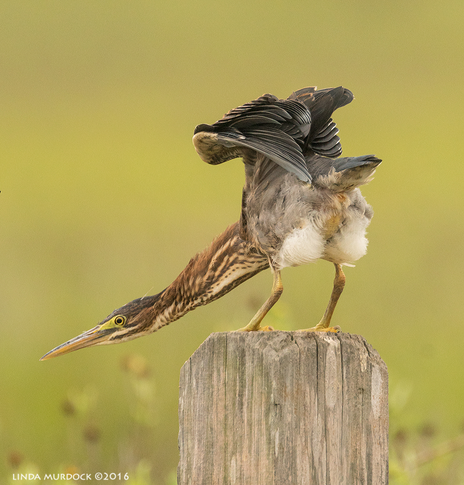 Green Heron showing you his best side Sony A77II with Sony f/4 500 G +1.4x TC; 1/1000 sec f/6.3 ISO 1250; braced on vehicle window