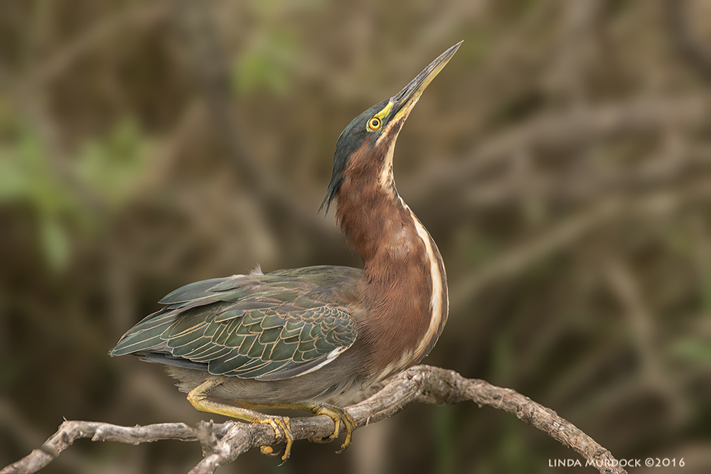 Green Heron showing you what a stupendous bird he is Sony A77II with Sony f/4 500 G +1.4x TC; 1/1000 sec f/6.3 ISO 1250; braced in vehicle window; background slightly blurred with my Mad Photoshop Skilz