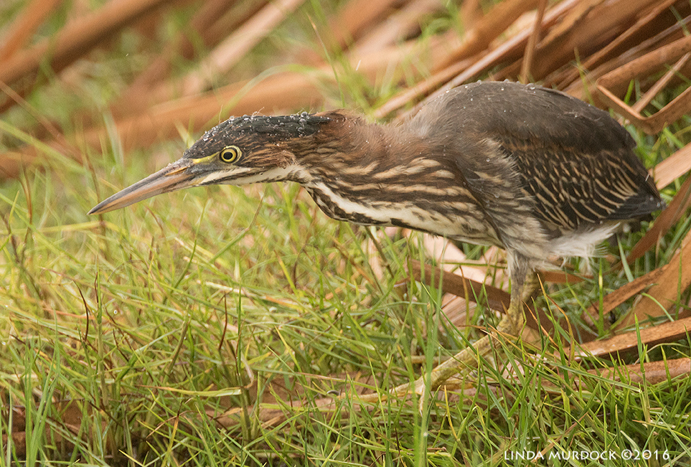Rain is no deterrence for birds or photographers Sony A77II with Sony f/4 500 G +1.4x TC; 1/1000 sec f/6.3 ISO 1250; tripod