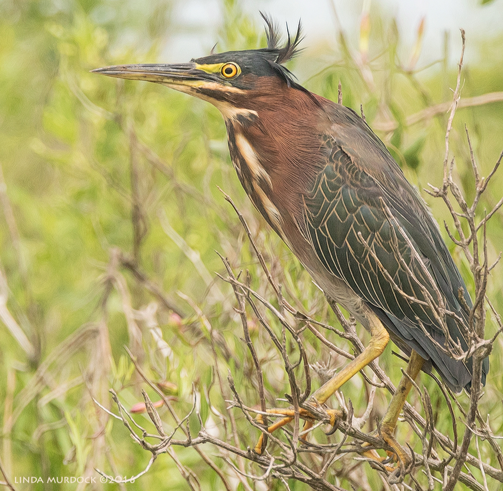 Green Heron wanting us to leave so he can go back to fishing. Sony A77II with Sony f/4 500 G +1.4x TC; 1/1250 sec f/7.1 ISO 1250; braced on vehicle