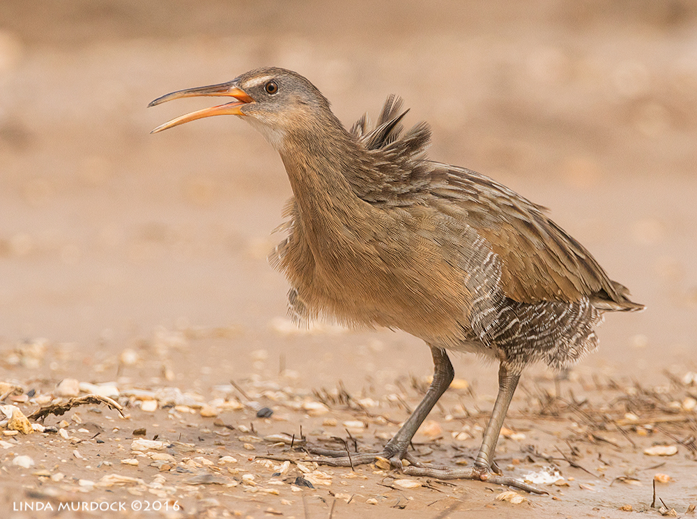 Clapper Rail all puffed up and calling Sony A77II with Sony f/4 500 G + 1.4x TC; 1/1600 sec f/8.0 ISO 1000; tripod