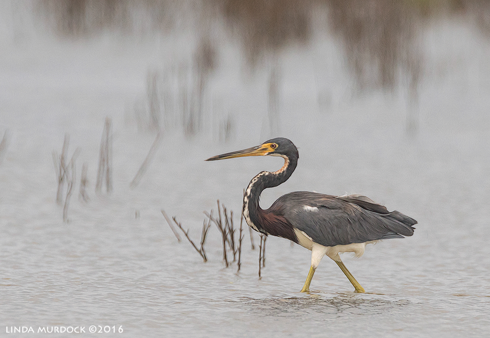 Super Elegant Tricolored Heron Sony A77II with Sony f/4 500 G + 1.4x TC; 1/2000 sec f/8.0 ISO 1000; tripod