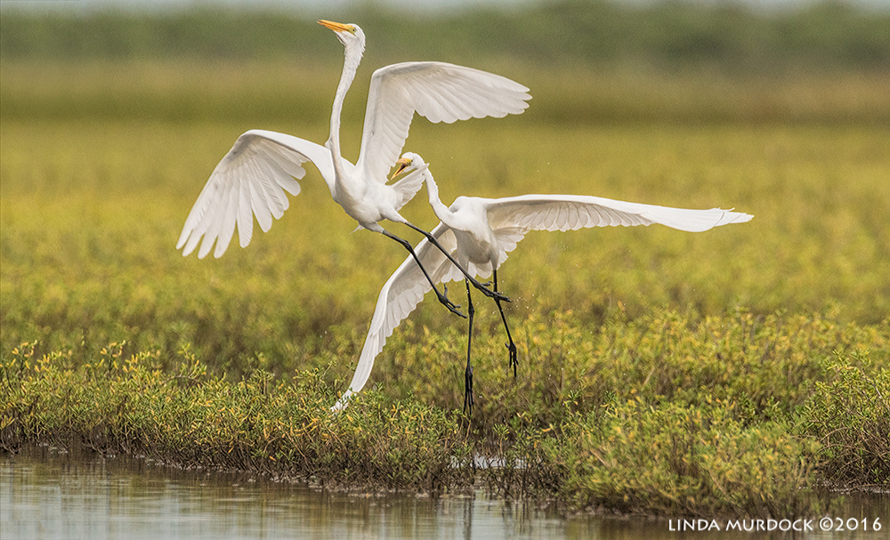 Great Egret chasing another out of his space Sony A77II with Sony f/4 500 G + 1.4x TC; 1/2000 sec f/7.1 ISO 1250; tripod