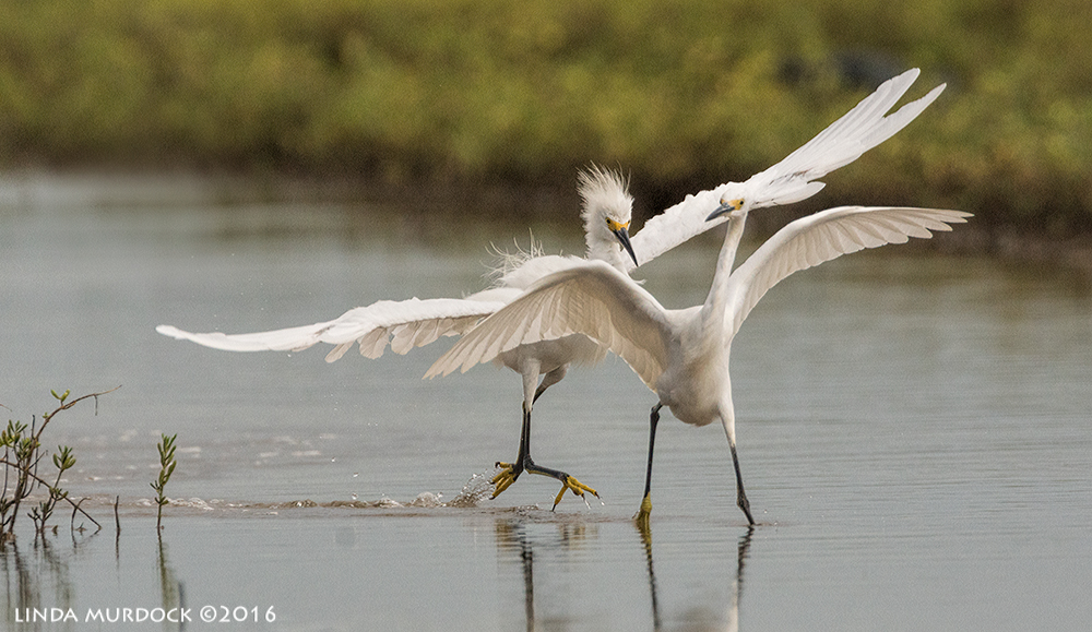 Snowy Egret getting all agro Sony A77II with Sony f/4 500 G + 1.4x TC; 1/1600 sec f/8.0 ISO 1250; tripod