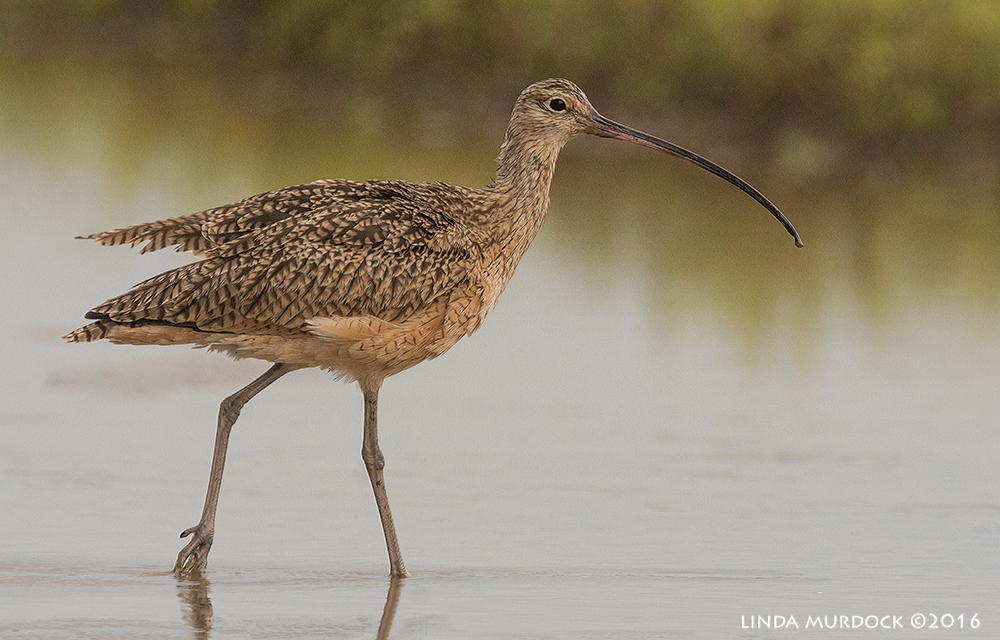 Male Long-billed Curlews have shorter bills than the females Sony A77II with Sony f/4 500 G + 1.4x TC; 1/1250 sec f/8.0 ISO 1250; tripod