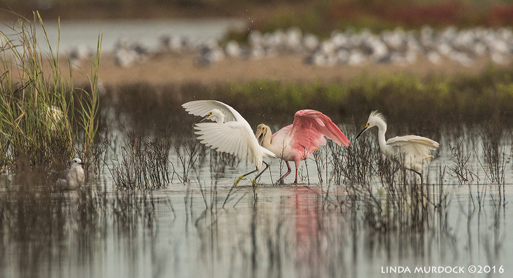 Roseate Spoonbill lands in the midst of some Snowys Sony A77II with Sony f/4 500 G + 1.4x TC; 1/1000 sec f/7.1 ISO 1250; tripod