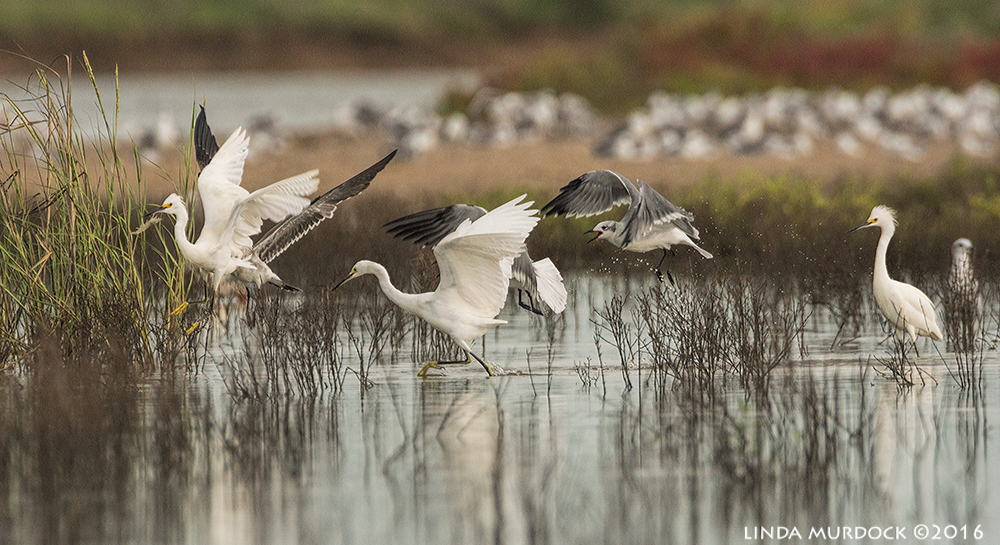 Laughing Gulls trying to steal shrimp from the Snowys Sony A77II with Sony f/4 500 G + 1.4x TC; 1/1000 sec f/7.1 ISO 1250; tripod