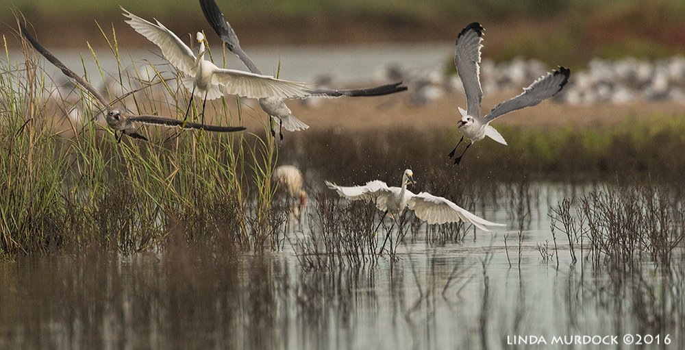 Still holding on to the shrimp with three gulls in hot pursuit Sony A77II with Sony f/4 500 G + 1.4x TC; 1/1000 sec f/7.1 ISO 1250; tripod