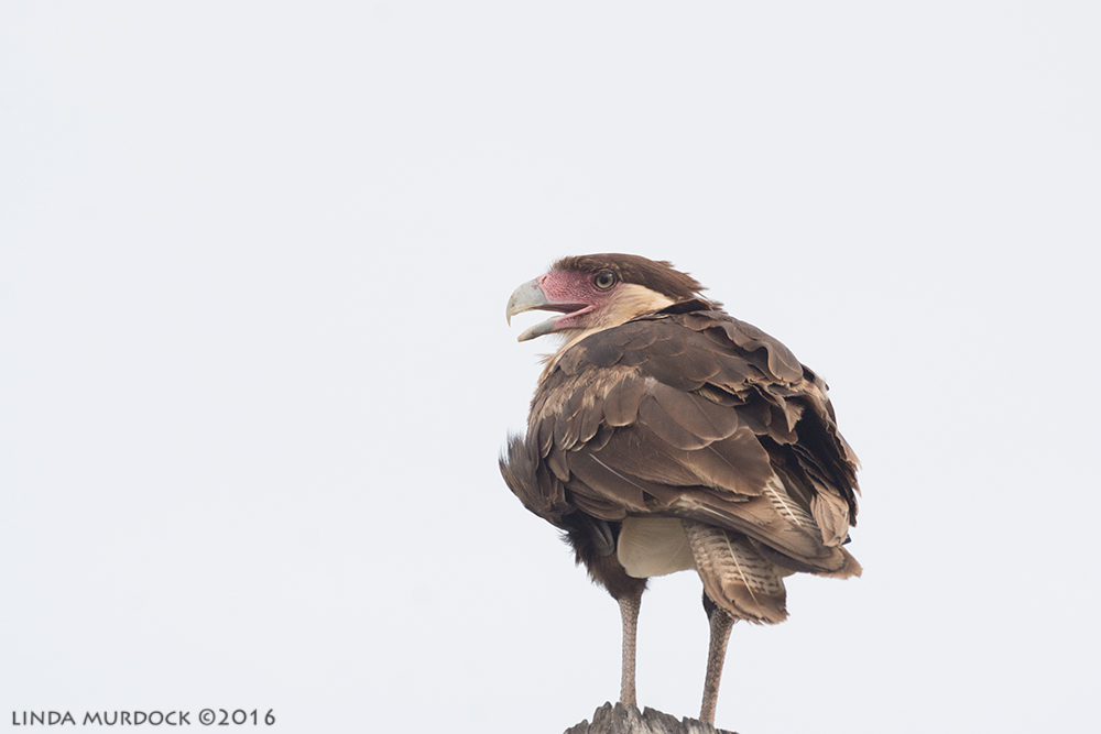 SOOC Crested Caracara f/7.1 1/1250 sec ISO 1250