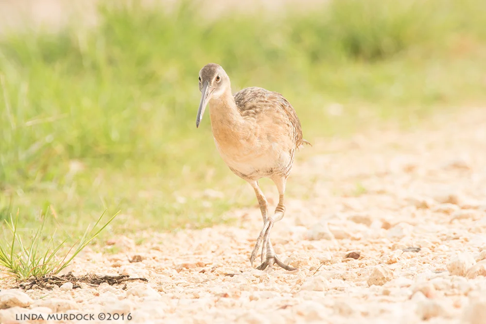 Clapper Rail SOOC f/6.3 1/800 sec ISO 1250