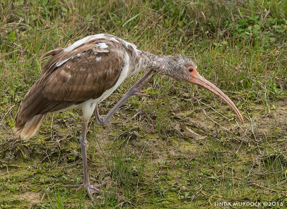 Juvenile White Ibis after post-processing