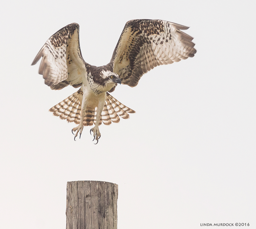 Osprey making a soft landing