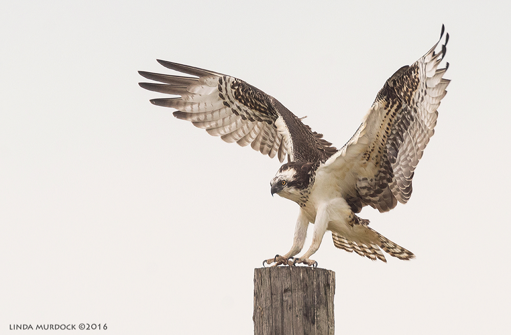 Wings up, coming in for a landing
