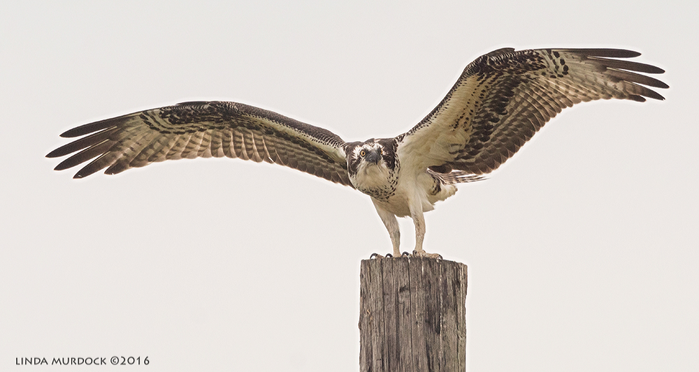 After this one landed, she held her wings outspread for the longest time.