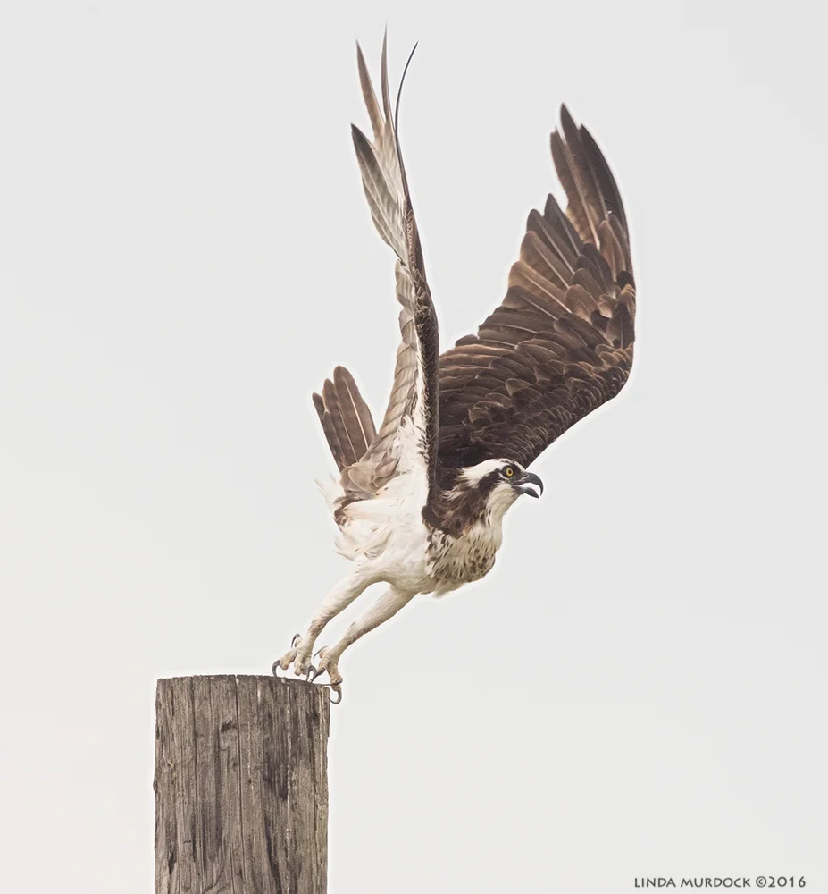 Getting lift with those huge wings