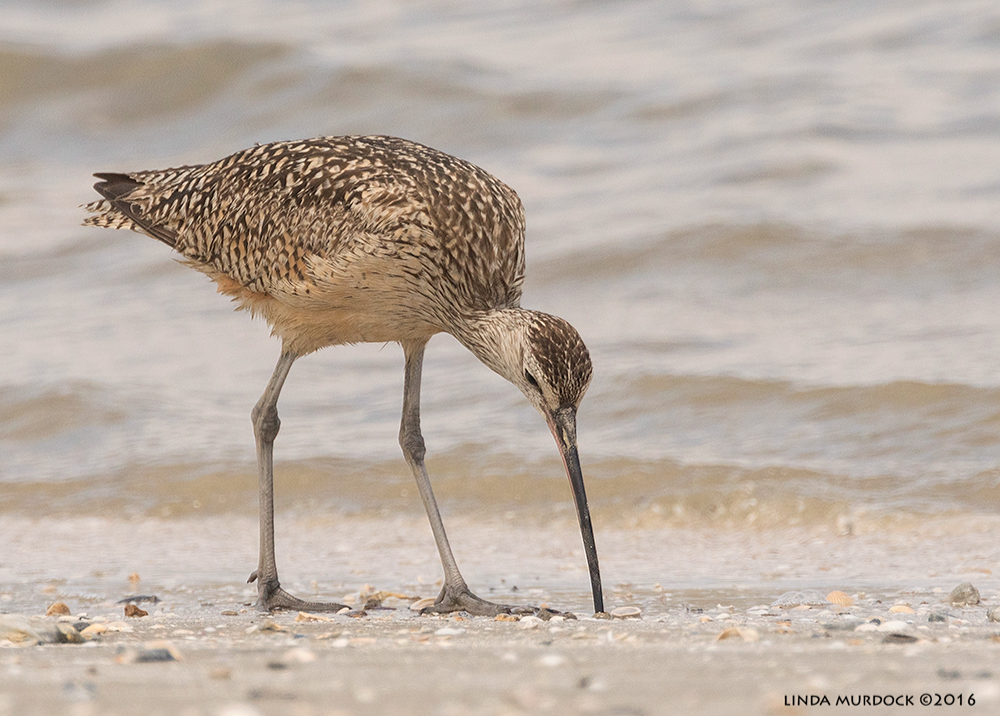 Male Long-billed Curlew probing for food Sony A77II with Sony f/4 500 G + 1.4 TC; 1/1600 f/8.0 sec ISO 800; braced on truck window