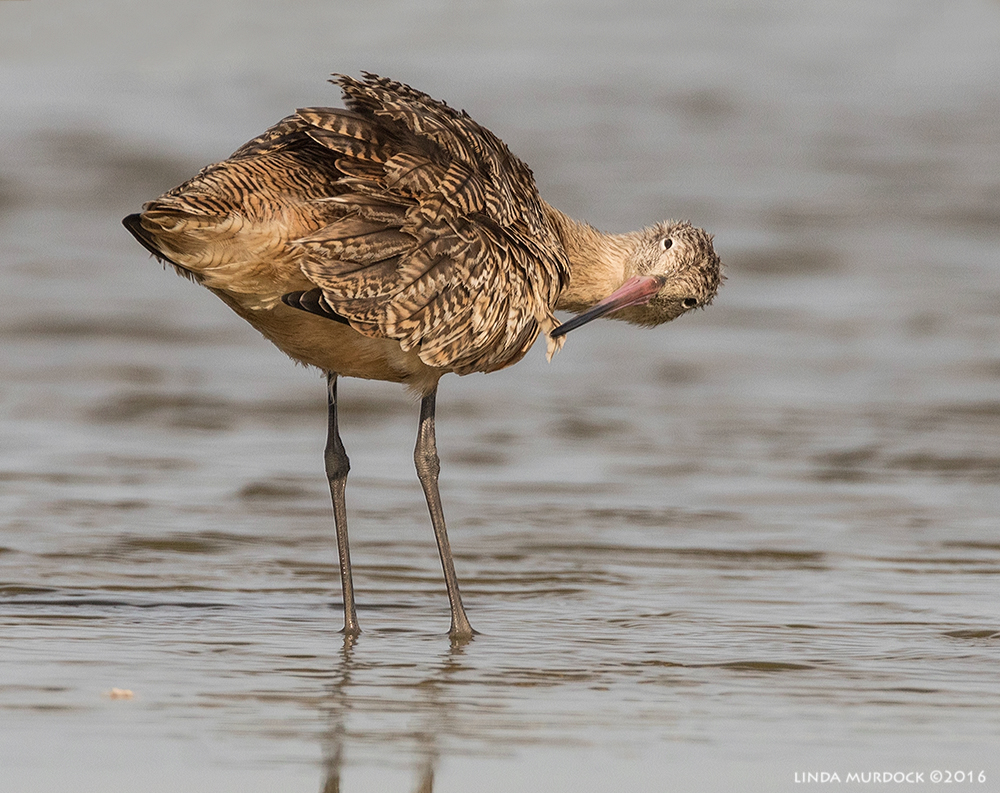 Taking care of the feathers Sony A77II with Sony f/4 500 G + 1.4x TC; 1/2000 sec f/8.0 ISO 800; tripod