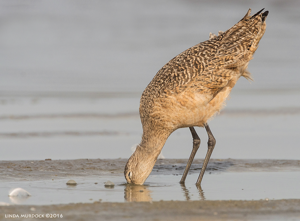 Marbled Godwit digging deep Sony A77II with Sony f/4 500 G + 1.4X TC; 1/2000 sec f/8.0 ISO 800; tripod