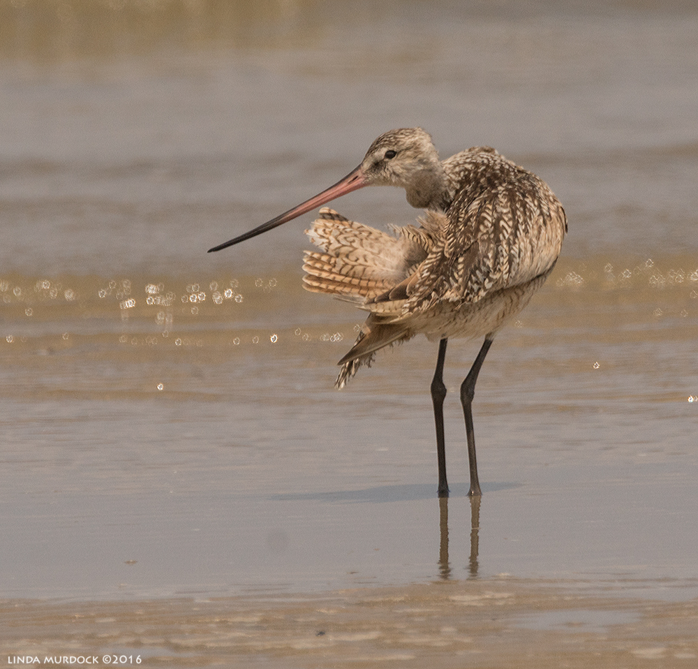 Marbled Godwit preening after a shore-side bath Sony A77II with Sony f/4 500 G + 1.4x TC; 1/2000 sec f/8.0ISO 500; braced on truck window