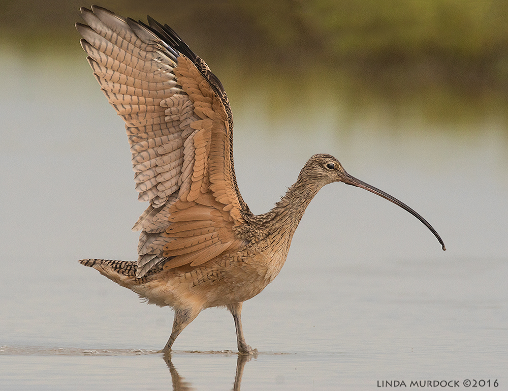Long-billed Curlew showing off Sony A77II with Sony f/4 500 G + 1.4 TC; 1/1250 sec f/8.0 ISO 1250 tripod