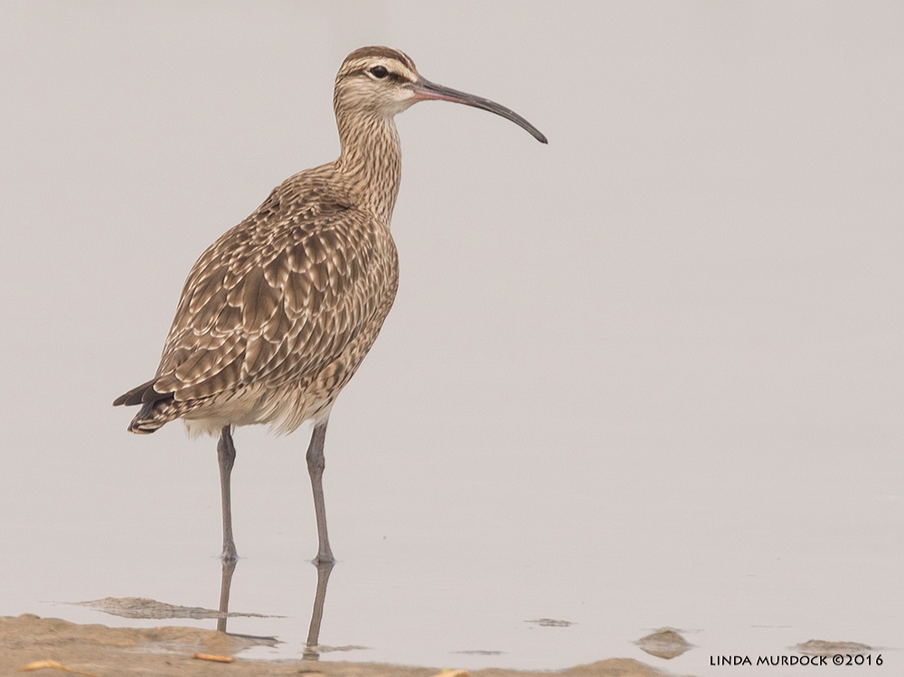 Whimbrels have a much shorter bill than the Curlews Sony A77II with Sony f/4 500 G + 1.4X TC; 1/1600 sec f/7.1 ISO 640; tripod