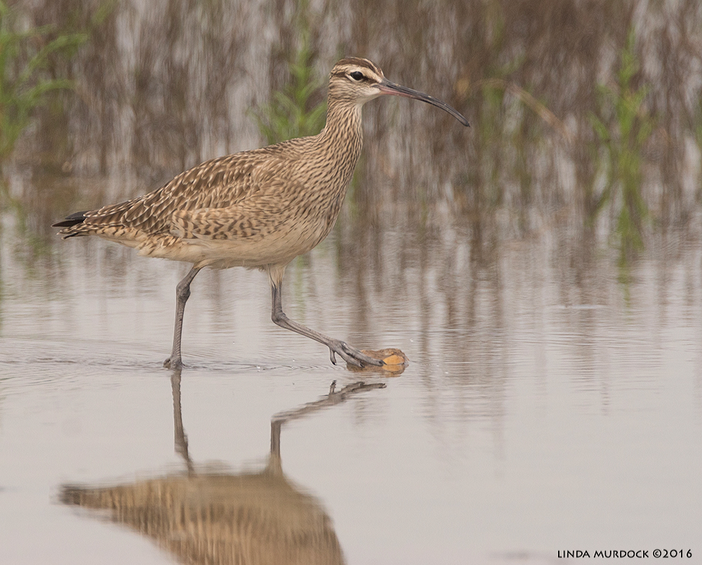 Whimbrel high-stepping Sony A77II with Sony f/4 500 G + 1.4x TC; 1/1600 sec f/7.1 ISO 640; tripod