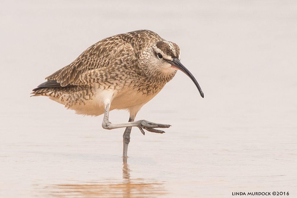 Look for the streaked head and down-curved bill to identify Whimbrels Sony A77II with Sony f/4 500 G + 1.4x TC; 1/2000 sec f/8.0 ISO 1000; tripod