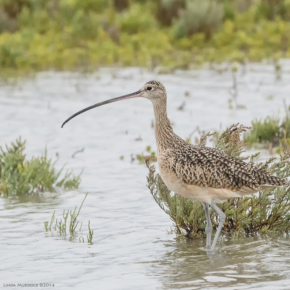 Female Long-billed Curlew Sony A77 II with 70-400mm G2 1/2000 sec. f/5.6 ISO 1000