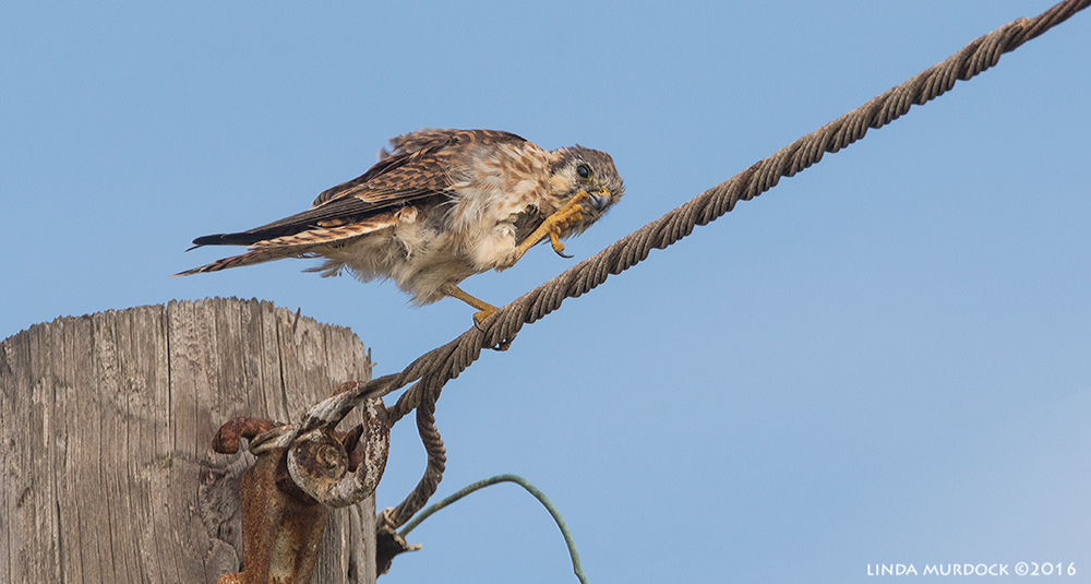Female Kestrel with a scratch. Sony A77II with Sony f/4 500 G + 1.4 TC; 1/1250 sec f/7.1 ISO 400; braced on truck